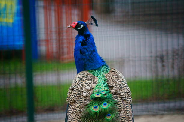 istock A beautiful peacock in a public park. 1298685346