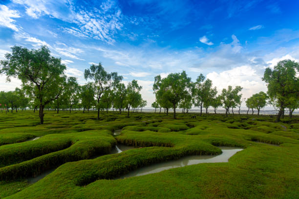 piękny zielonkawy widok na plażę i niebo plaży guliakhali, muradpur, sitakunda, chittagong, bangladesz. w porze deszczowej najpopularniejszym miejscem turystycznym w bangladeszu. - sitakunda zdjęcia i obrazy z banku zdjęć