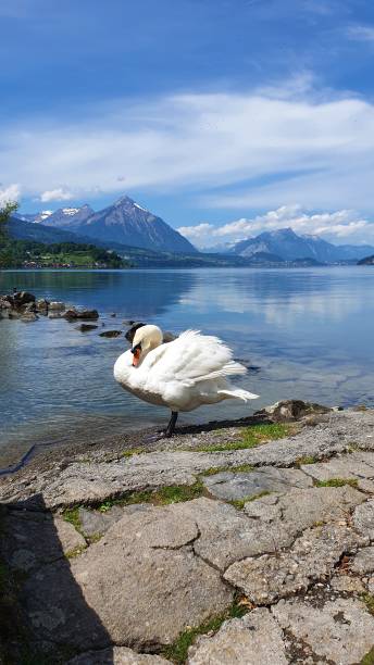 istock Swan by lake in Interlaken Switzerland 1298686593