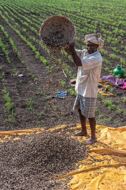 Abbigeri, Karnataka, India - November 6, 2013: Peanut harvest hand in white shirt empties brown basket on yellow tarp from high up to let wind blow small particles away. Freshly planted filed in back.