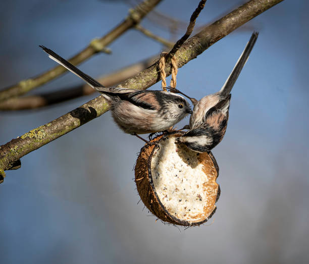 istock A pair of long-tailed tits (Aegithalos caudatus) feeding on a coconut fat feeder 1298687624