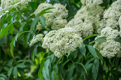 Sambucus nigra bush blooms with white flowers in the park in summer, close-up