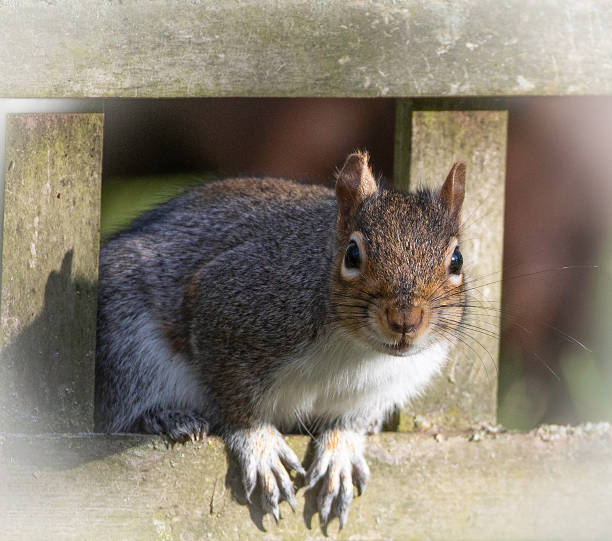 istock A Grey Squirrel (Sciurus carolinensis) looking through a gap in a garden fence 1298688124