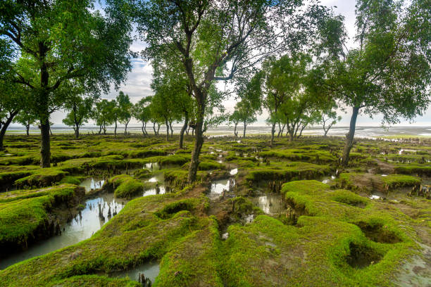 lots of greenish beautiful mini hills and salty water drains views at guliakhali beach, muradpur, sitakunda, chittagong. - sitakunda imagens e fotografias de stock