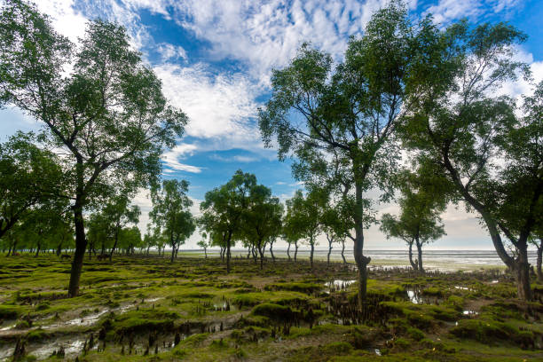 wiele zielonkawo pięknych mini wzgórz i słonej wody odprowadza widoki na plażę guliakhali, muradpur, sitakunda, chittagong. - sitakunda zdjęcia i obrazy z banku zdjęć