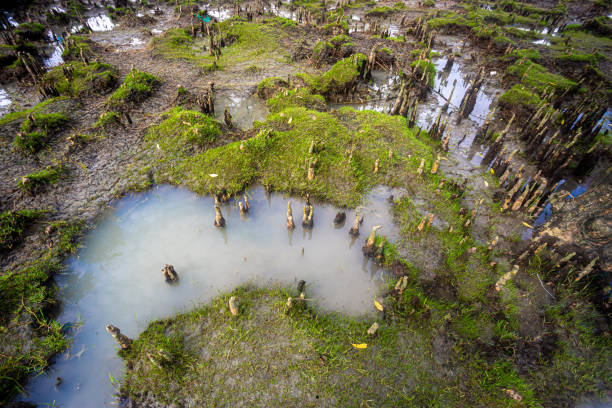 mangrove forest breathing roots and salty water views at guliakhali sea beach, muradpur, sitakunda, chittagong. - sitakunda imagens e fotografias de stock