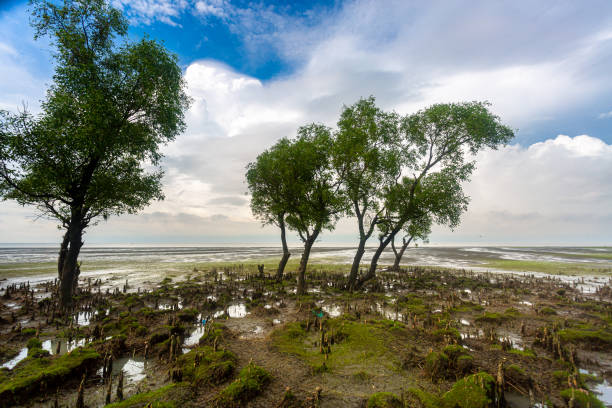 lots of greenish beautiful mini hills and salty water drains views at guliakhali beach, muradpur, sitakunda, chittagong. - sitakunda imagens e fotografias de stock