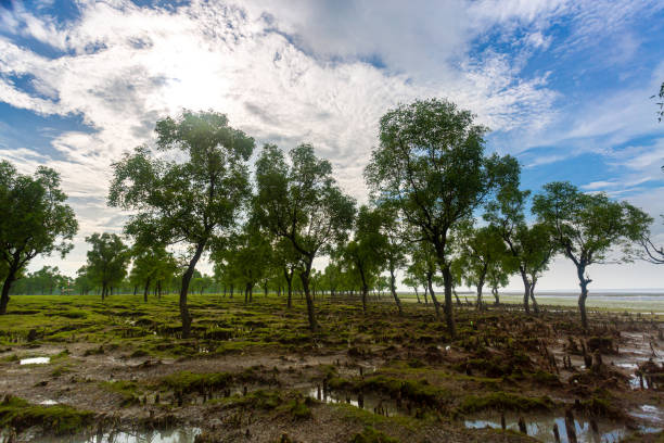 lots of greenish beautiful mini hills and salty water drains views at guliakhali beach, muradpur, sitakunda, chittagong. - sitakunda imagens e fotografias de stock