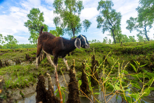 a goat is eating keora tree leaves of mangrove forest at guliakhali sea beach, muradpur, sitakunda, chittagong. - sitakunda imagens e fotografias de stock