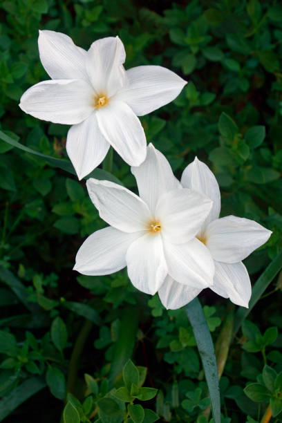 fiori di giglio pioggia serale - zephyranthes lily foto e immagini stock