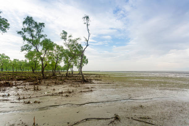 beautiful views of mangrove forest and popular sea beach at guliakhali sea beach, muradpur, sitakunda, chittagong division, bangladesh. - sitakunda imagens e fotografias de stock