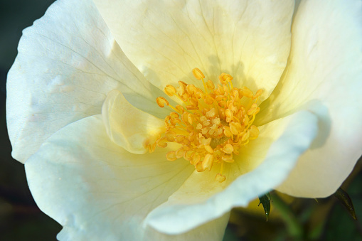 Memorial rose (Rosa wichuraiana). Another scientific name is Rosa luciae.