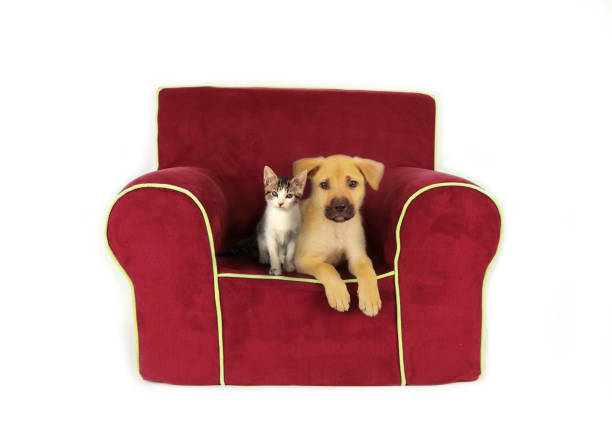 istock Puppy and kitten laying on oversized red couch 1298691145