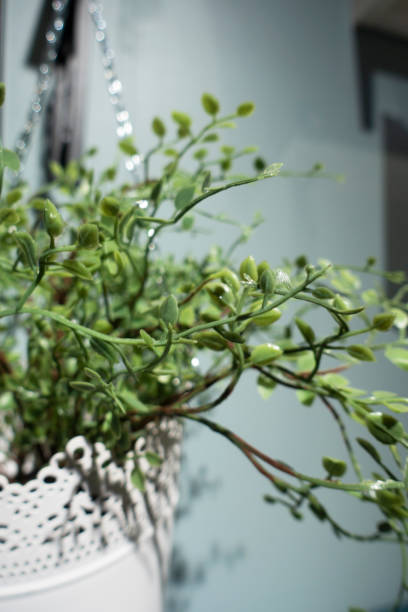 istock Decorative flower pot Hanging on Kitchen Wall 1298692241