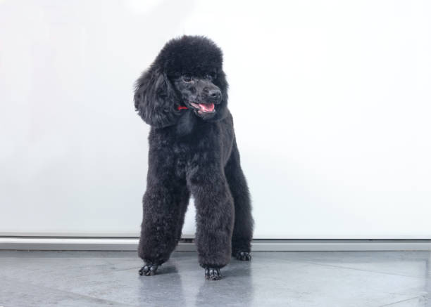istock Black poodle front view in front of a white background. The dog has a beautiful appearance, animal care, grooming. 1298692593