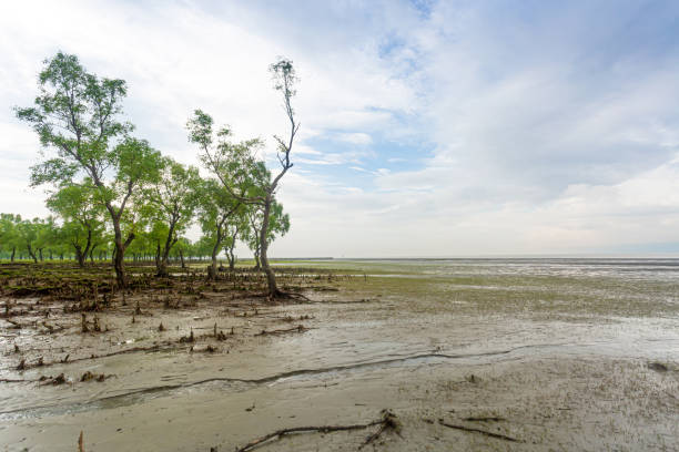 beautiful views of mangrove forest and popular sea beach at guliakhali sea beach, muradpur, sitakunda, chittagong division, bangladesh. - sitakunda imagens e fotografias de stock