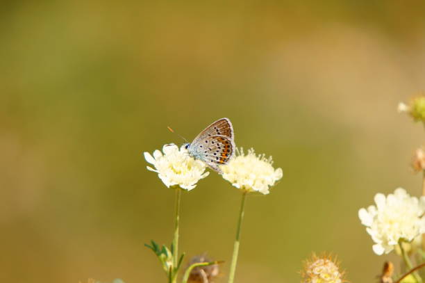 istock A butterfly in wildflowers. 1298693623
