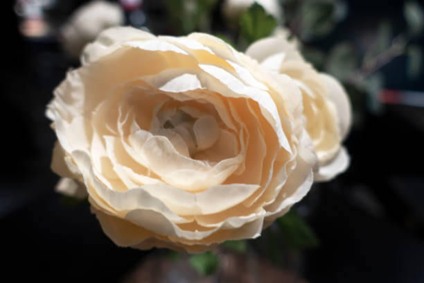 istock Yellow roses background for wedding or Valentine day. 1298694210