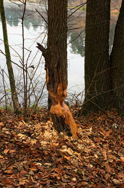 istock Tree trunk damaged by beavers. Autumn forest. Tree with marks of beaver teeth. Damage to trees beavers. Negative activity of beavers in the woods. Pushcha-Vodytsia. Kyiv neighborhood, Ukraine 1298695842