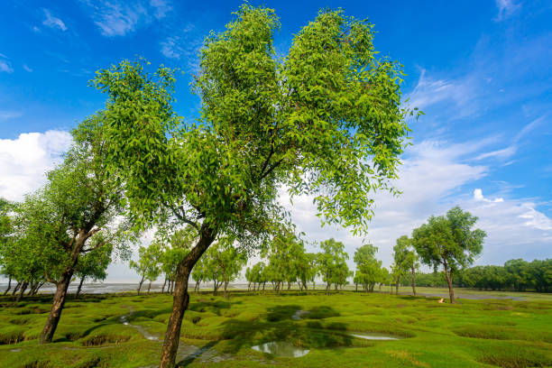 keora or mangrove apple tree and blue sky-beach at guliakhali beach, muradpur, sitakunda, chittagong. - sitakunda imagens e fotografias de stock
