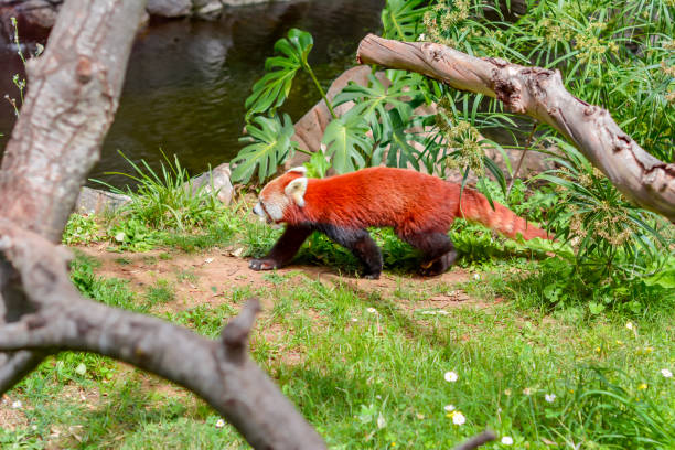 istock Red panda in Loro park, Tenerife island, Spain 1298697327
