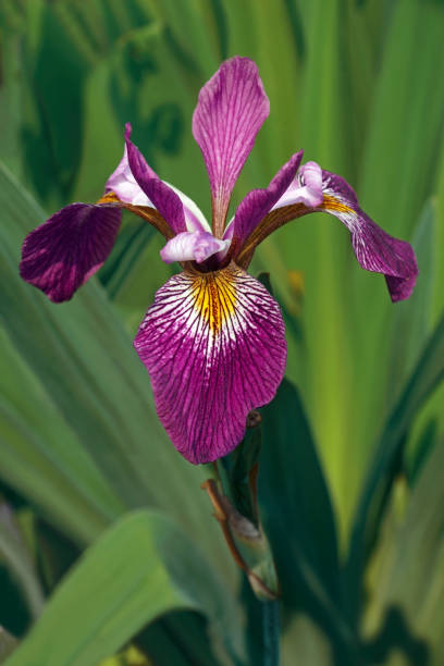 istock John Wood Blue Flag iris flower 1298698082