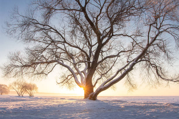 scène d’hiver avec un grand arbre neigeux dans la lumière du soleil au coucher du soleil. paysage de nature de neige un soir clair avec le soleil lumineux à l’horizon. - vibrant color rural scene outdoors tree photos et images de collection