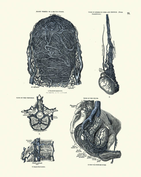 Blood vessels of Grand uterus, Veins spermatic cord and testicle, Vertebrae, Pelvis, Victorian anatomical drawing 19th Century Vintage illustration of Anatomy, Blood vessels of Grand uterus, Veins spermatic cord and testicle, Vertebrae, Pelvis, Victorian anatomical drawing 19th Century diagram of female reproductive system drawings stock illustrations