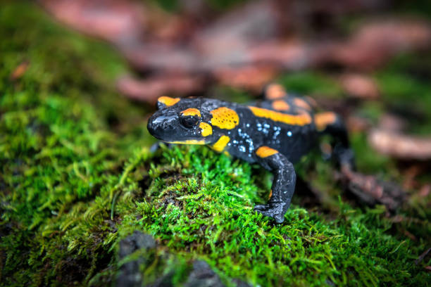 istock portrait of cute fire salamander 1298701746
