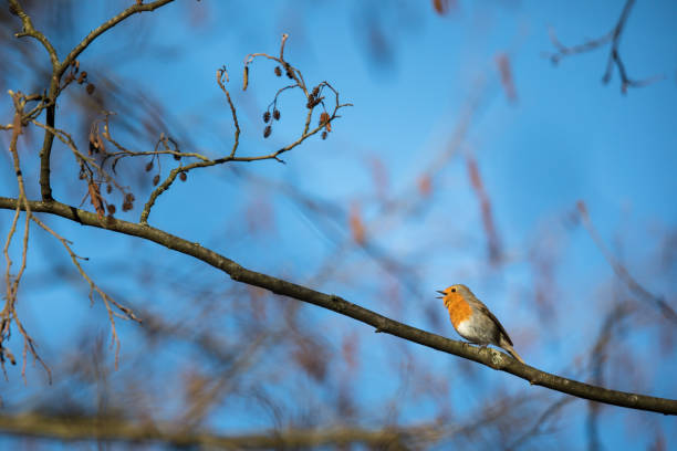 istock The European robin 1298703901