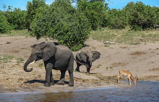 A large group of African elephants near a river drinking and playing in Serengeti National Park - Tanzania
