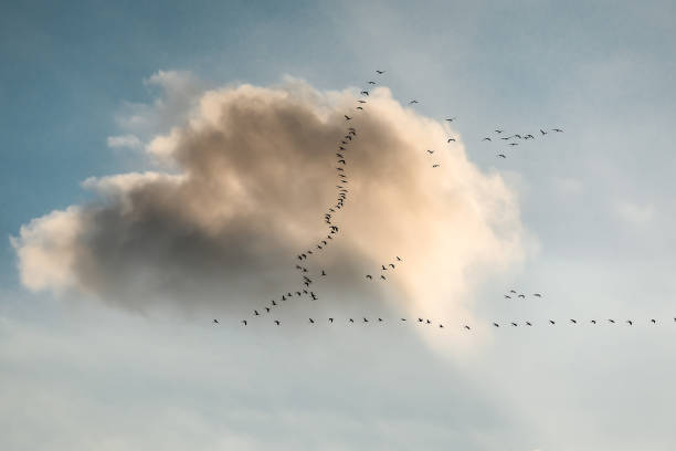 푸른 하늘의 v 키에서 크레인이 날아다닌다. - high key sky cloud cloudscape 뉴스 사진 이미지