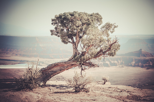 Old weathered pine tree on the ridge, Dead Horse Point State Park, Utah