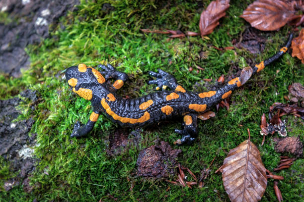 istock fire spotted salamander walking on the moss 1298705735