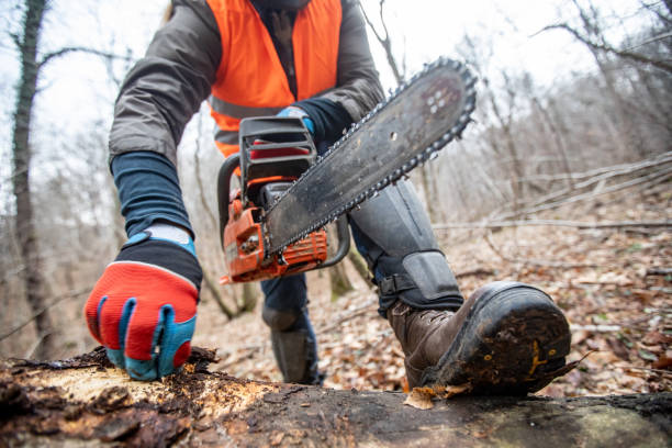 Low Angle View on Lumberjack Preparing to Saw Log in Half Low Angle View on Lumberjack Preparing to Saw Log in Half. chainsaw photos stock pictures, royalty-free photos & images