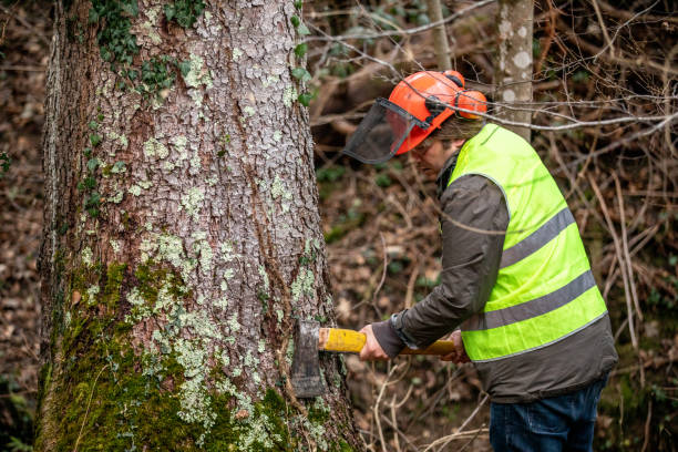 istock Lumberjack Removing Ivy Growing on Spruce Tree Trunk 1298706916