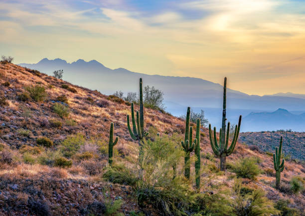 sonoran morning haze - sonoran desert cactus landscaped desert stock-fotos und bilder