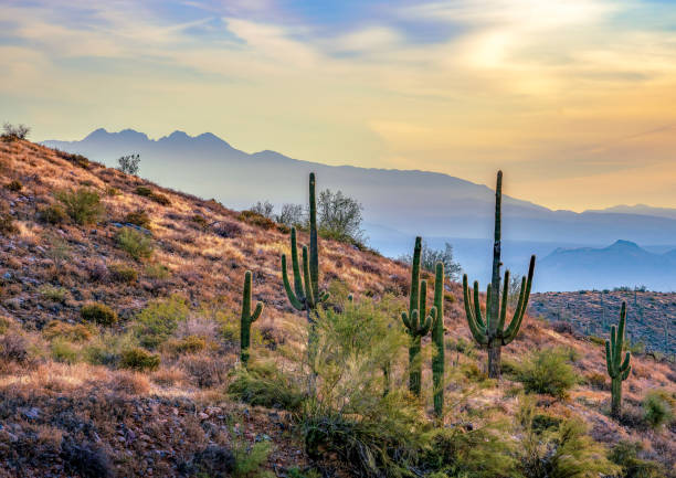 haze matin sonoran - sonoran desert cactus landscaped desert photos et images de collection
