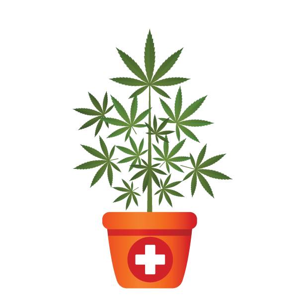 ilustrações, clipart, desenhos animados e ícones de ððμñð°ññ - marijuana plant