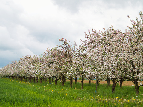 Apple tree orchard in full spring blossom