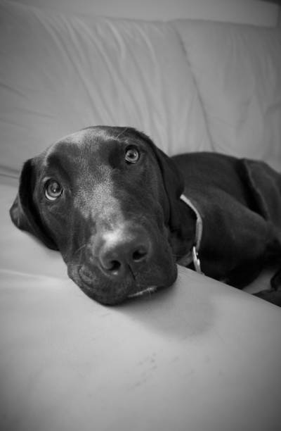 istock Dog in black and white 1298712013