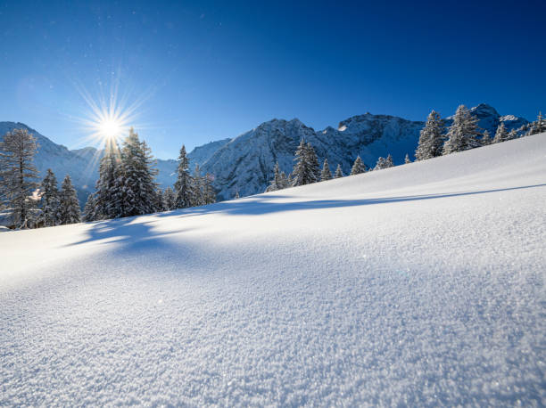 istock Snowcapped trees in ski resort 1298713950
