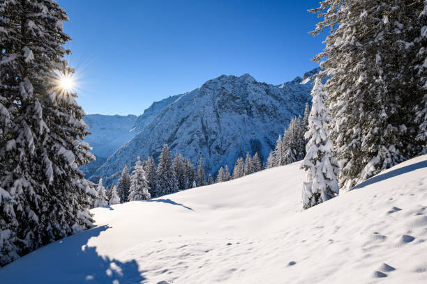 istock Snowcapped trees in ski resort at winter morning 1298713954