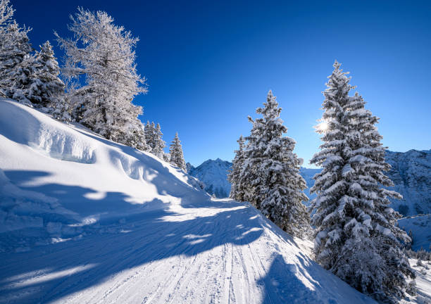 istock Snowcapped trees in ski resort 1298713962