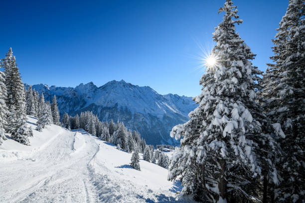 istock Snowcapped trees in ski resort 1298713970