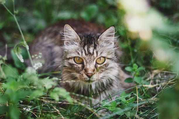 istock Little gray kitten portrait up isolated on rustic background 1298714926
