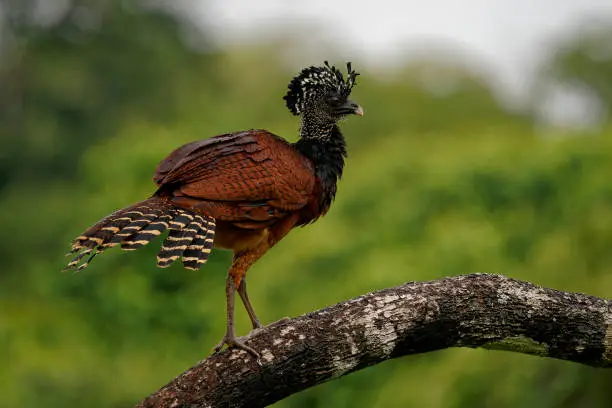 Great Curassow - Crax rubra large, pheasant-like great bird from the Neotropical rainforests, from Mexico, through Central America to western Colombia and northwestern Ecuador, brown bird in the rain with the crest.