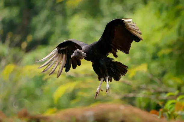 Photo of Black vulture - Coragyps atratus or American black vulture, bird in the New World vulture family, from the southeastern United States to Peru, Chile and Uruguay in South America. Flying and landing in the tropical forest.