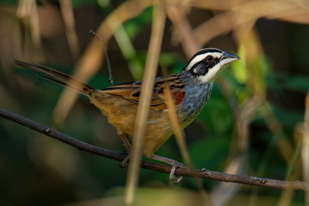 Peucaea ruficauda - Stripe-headed Sparrow is American sparrow, breeds from Mexico, including the transverse ranges, Cordillera Neovolcanica to Pacific coastal northern Costa Rica, brown small bird on the thorny branch. peucaea ruficauda - stripe-headed sparrow es un gorrión americano, se reproduce desde méxico, incluyendo las cordilleras transversales, cordillera neovolcanica hasta el norte de la costa del pacífico de costa rica, ave pequeña marrón en la rama espino