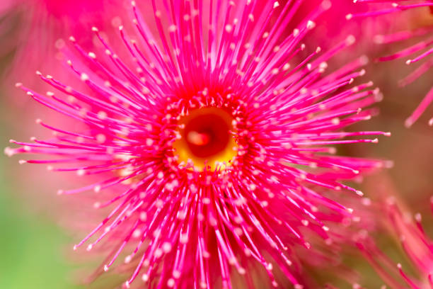 istock Pink flower of gumtree, front view, background with copy space 1298716822